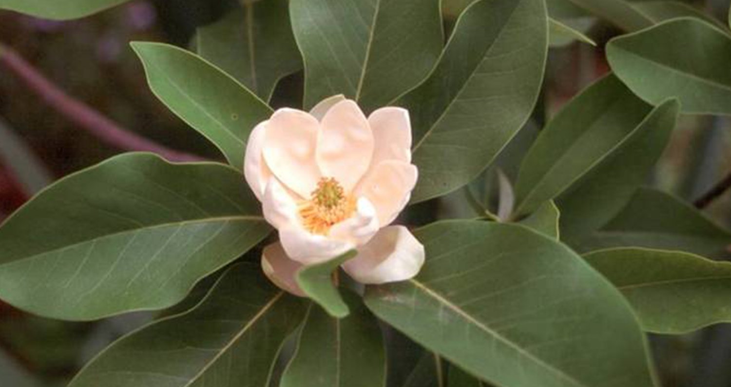 Evergreen Sweetbay magnolia flowerjpg
